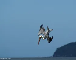 Pelecanus occidentalis