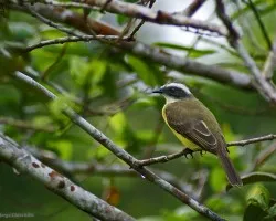 pecho amarillo