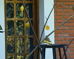 comedero en acción