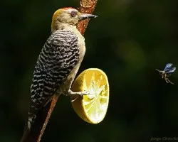 Melanerpes hoffmannii