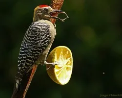Melanerpes hoffmannii