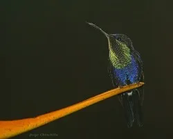 crowned woodnymph (ninfa violeta y verde) 