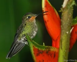 en su heliconia...