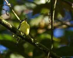 pajarito...
