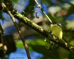 Pajarito...