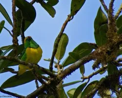 golden browed chlorophonia