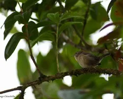 un pajarito