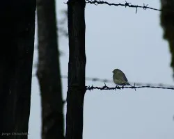 otro pajarito
