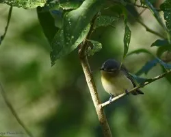 otro pajarito m?s...