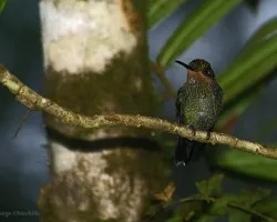 elegantito