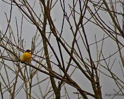 pajarillo 1