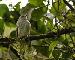pajarillo 3