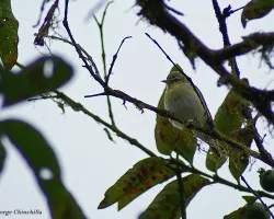 pajarillo 4