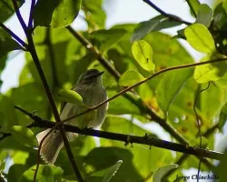 pajarillo 3