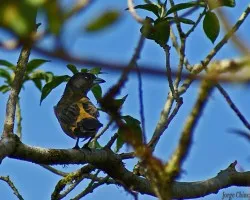 pajarillo 5