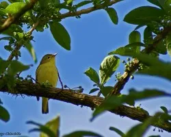 pajarillo 6