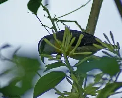 pajarillo 7
