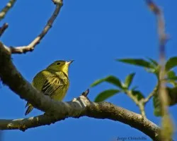 pajarillo 8
