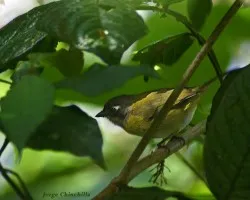 pajarillo 9