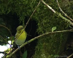 pajarillo 10