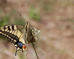 Papilio machaon