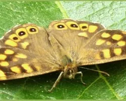 Mariposa de los muros