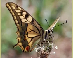 Papilio machaon