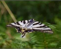 Iphiclides podalirius