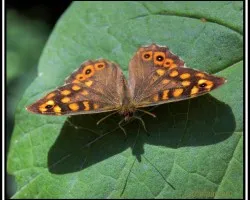 Pararge aegeria (Mariposa de los muros)