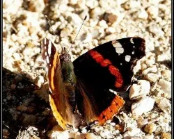 Vanesa atalanta