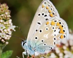 Plebejus argus subsp hypochiona