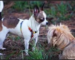Mi perrita haciendo amigos
