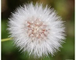 Flor eterea