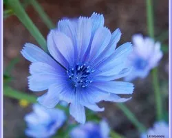Flor azul