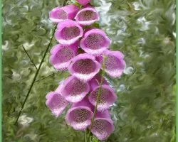 Flor silvestre