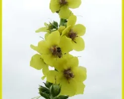 Flor silvestre