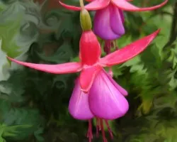Fucshia o pendientes de la reina