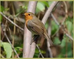Erithacus rubecula