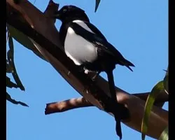 Urraca