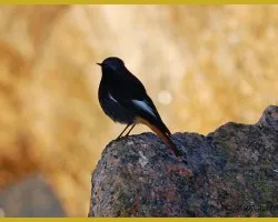Uno solitario