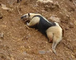 Oso Hormiguero
