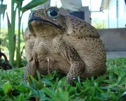 El Sr. Sapo