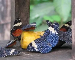 Mariposas