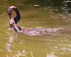 Anhinga anhinga