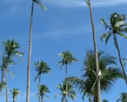 Palmeras en Tambor