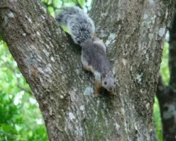 Ardilla curiosa