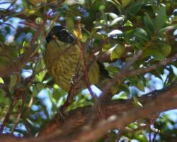 Chlorospingus pileatus
