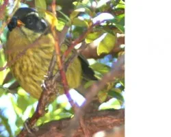 Chlorospingus pileatus
