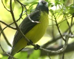 Myiozetetes similis