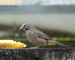 Sinsonte